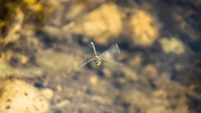 Libelle im Flug Libelle im Flug