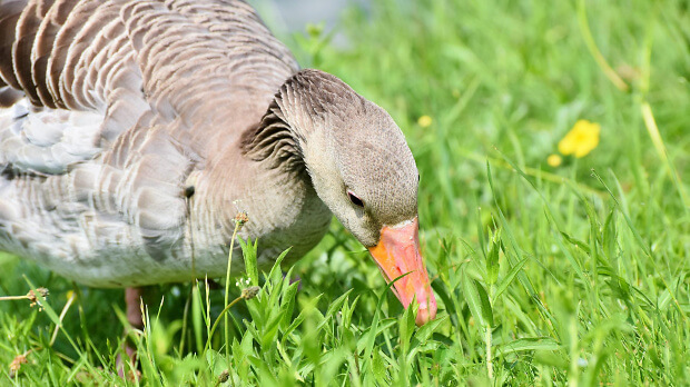 Graugans Pixabay Graugans Pixabay
