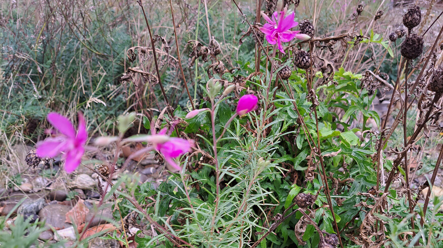 Artenvielfalt Wildegg Artenvielfalt Wildegg