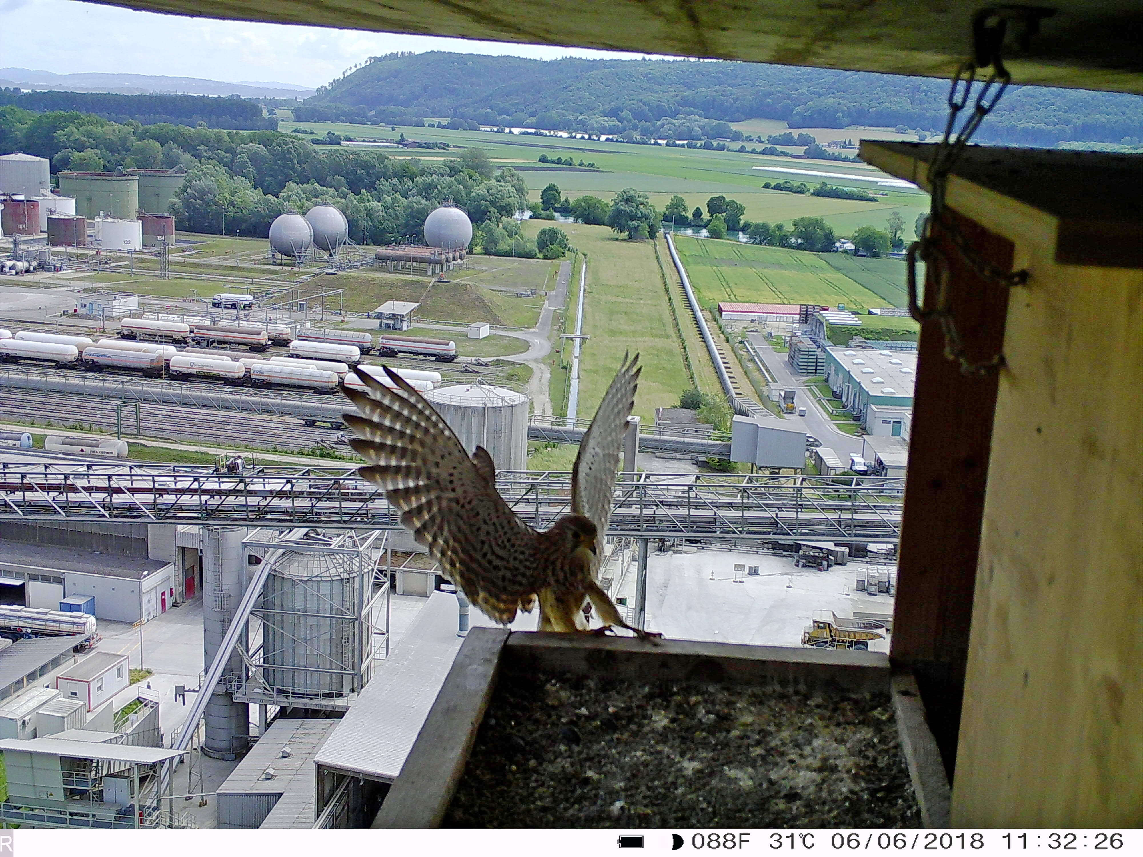 2018 07 07 Best of faucons 037B