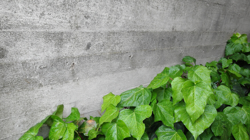 Beton mit Efeu
