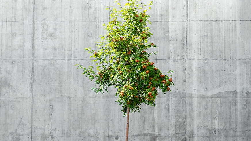 Betonwand mit Baum Betonwand mit Baum
