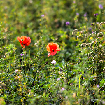 Fr. Blaser Hasle Blumen Biodiversität Nachhaltigkeit Fr. Blaser Hasle Blumen Biodiversität Nachhaltigkeit