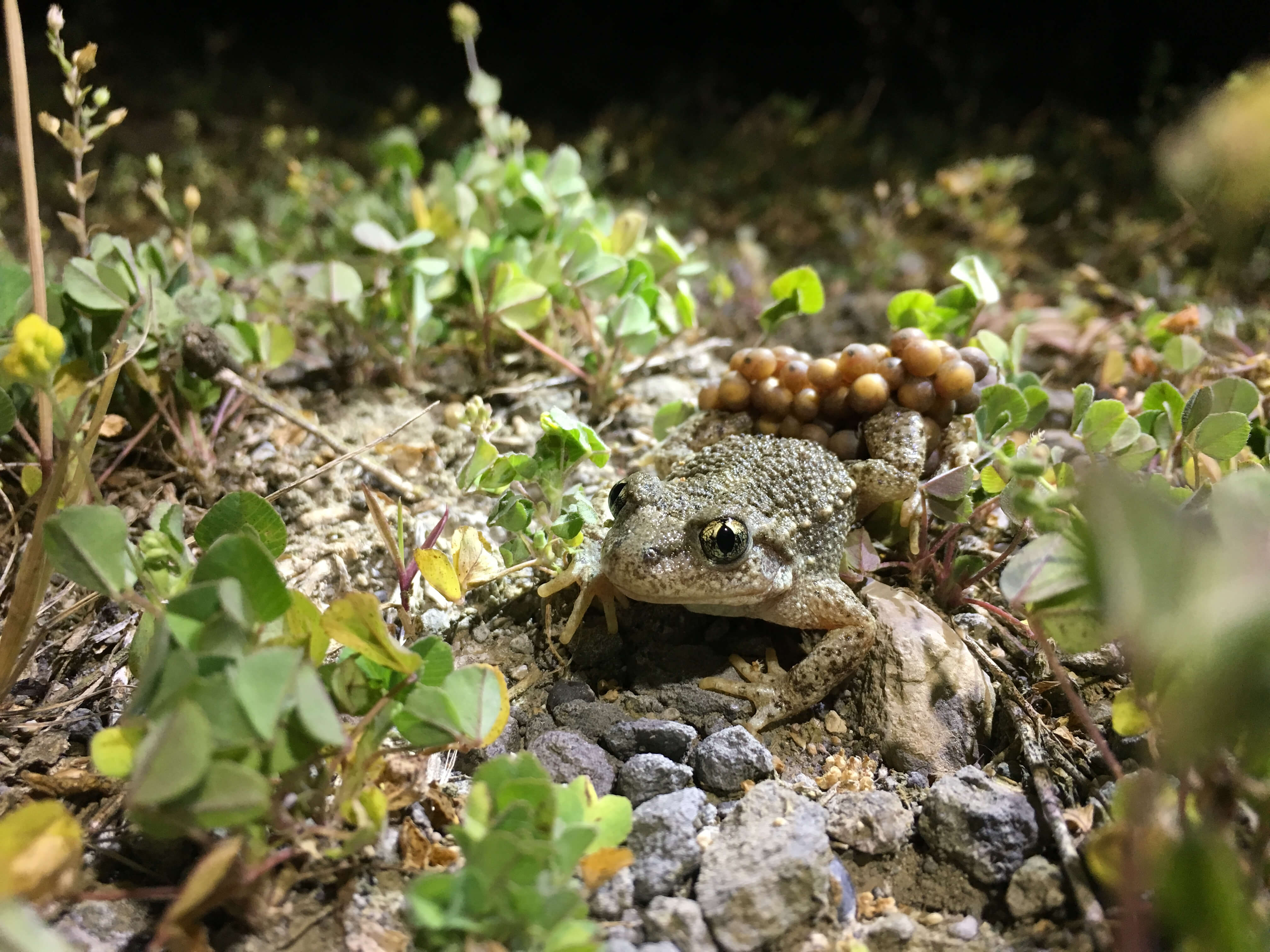 Geburtshelferkröte (Glögglifrosch) Männchen