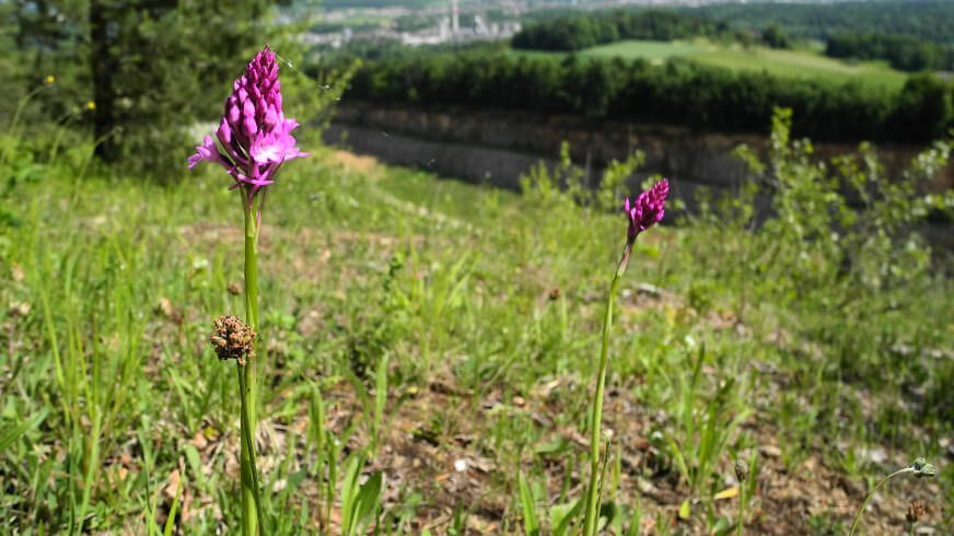 Biodiversität Copyright SKK_DSCN7133 Biodiversität Copyright SKK_DSCN7133