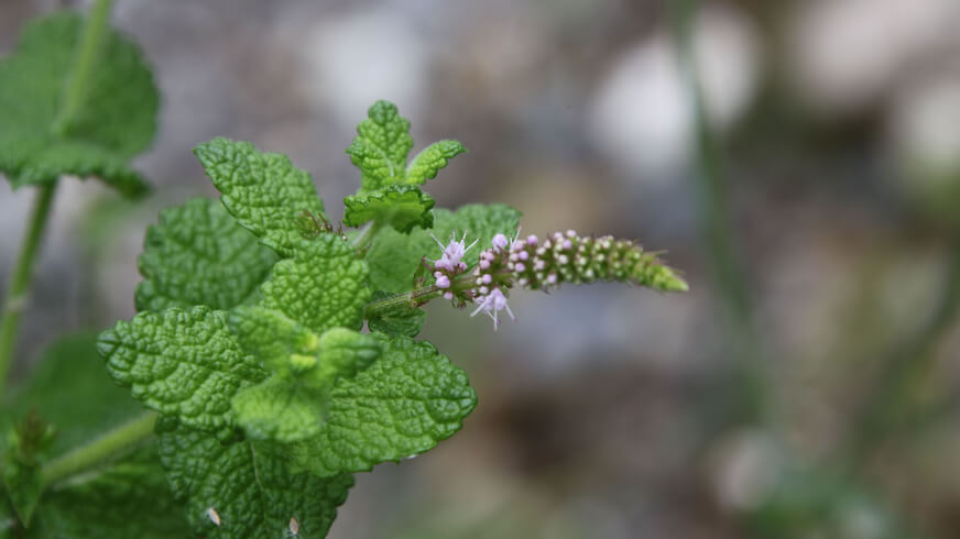 Nachhaltigkeit Landiswil Pflanze2