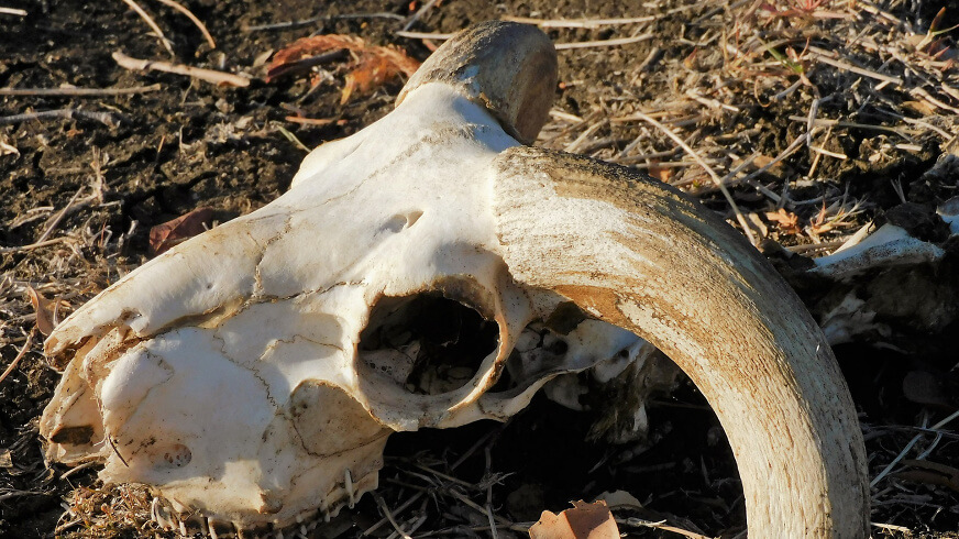 skull 4648747 1920 skull 4648747 1920
